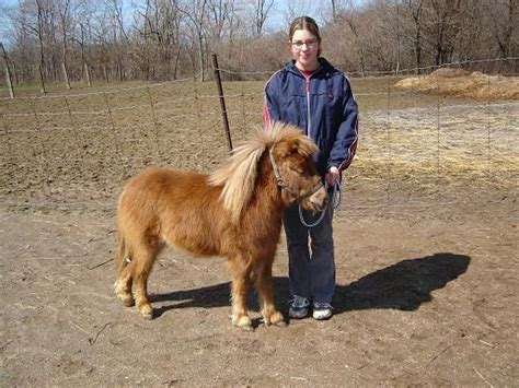 Falabella Horsethe Falabella Miniature Horse Is One Of The Smallest