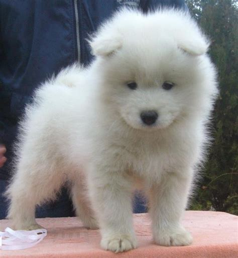 Samoyed Puppies Cute Puppies Dogs And Puppies Love Pet I Love Dogs