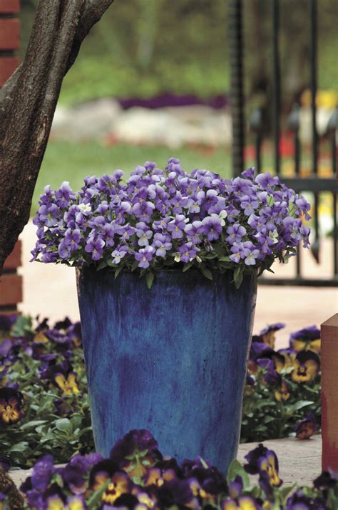 Annuals In Pots Baskets Or Beds Provide Easy Winter Color