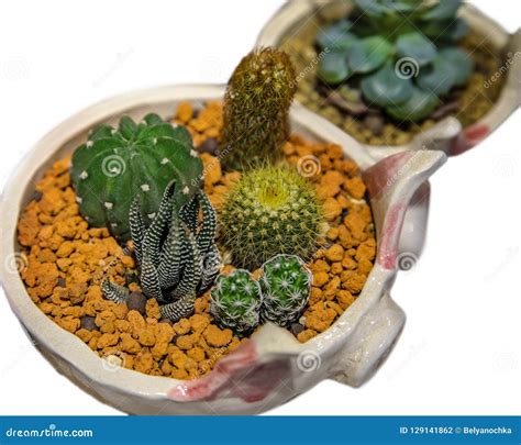 Collection Of Small Cactus Succulents In Pot Stock Photo Image Of