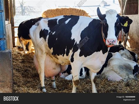 funny cow full milky image and photo free trial bigstock