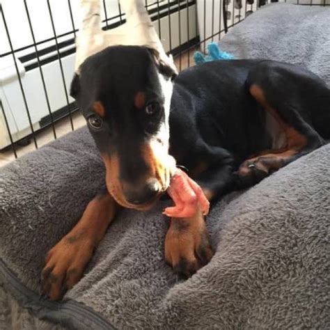 Doberman pinscher puppy for sale near missouri, pleasant hope, usa. Black and tan/red Doberman Pinscher pure breed puppies for ...