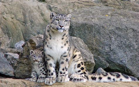 Snow Leopard And The Kitten Desktop Wallpapers 1440x900