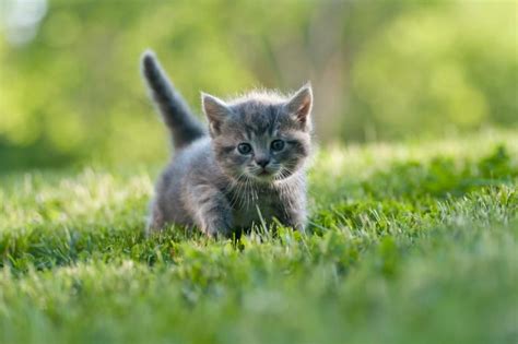 50 Unique Names For Gray Cats And Kittens Grey Cat