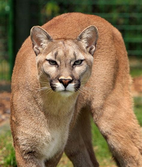 Cougar Mountain Lion Puma Concolor Free Photo On Pixabay Pixabay