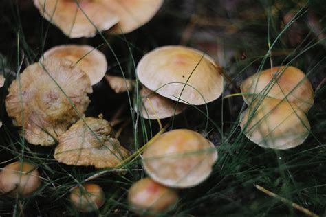 Toxic Mushrooms The Facts Behind The Fungus Upstart