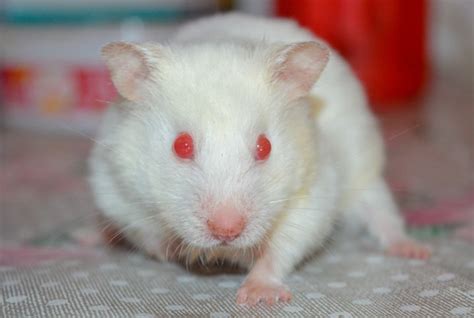 Imagens De Hamster Branco Descubra Como Cuidar De Seu Hamster Como Ganhar Sua Confian A E