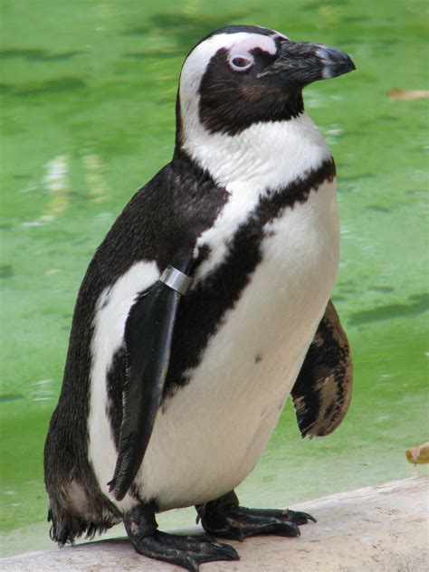 Fileafrican Penguin Spheniscus Demersus At London Zoo