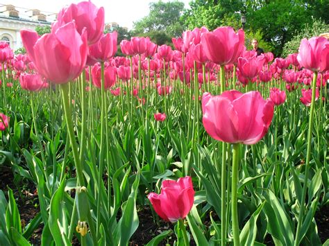 Tulips Daffodils And Irises Garden Plants Flowering
