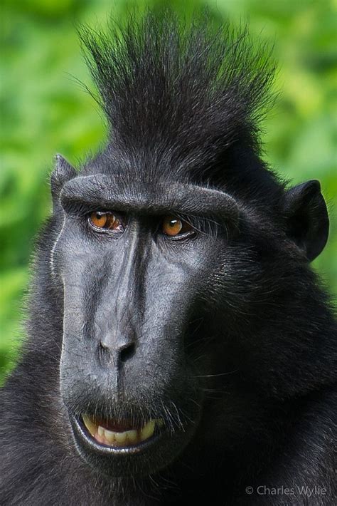 Black Crested Macaque Durrell Wilflife Conservation Trust Animals