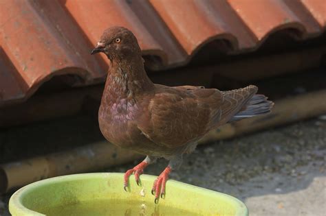 Maybe you would like to learn more about one of these? camperenik project: JENIS MAKANAN BURUNG MERPATI