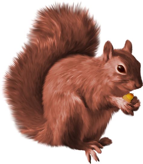 Squirrel PNG
