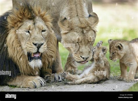 Lion Cubs With Father And Mother
