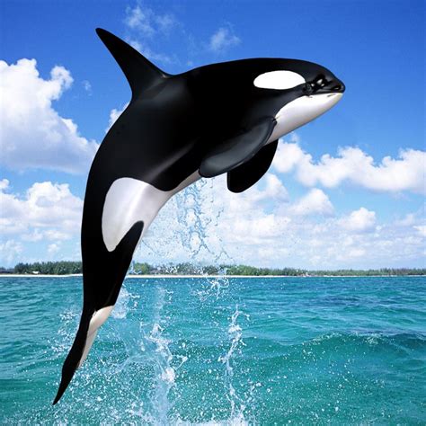 Baby Orcas Jumping Wallpaper Beautiful Animalstoo Cute Killer