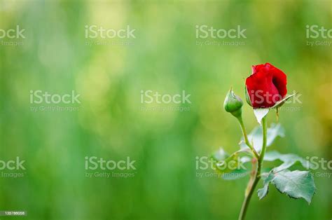 Red Rose And Bud Stock Photo Download Image Now Rose Flower Bud