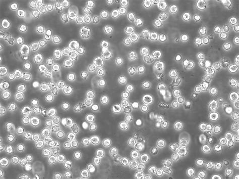 Thp 1 Cells Leukemia Cls