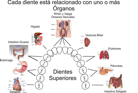 Odontología Holística Relaciones Energéticas Y Emocionales De La