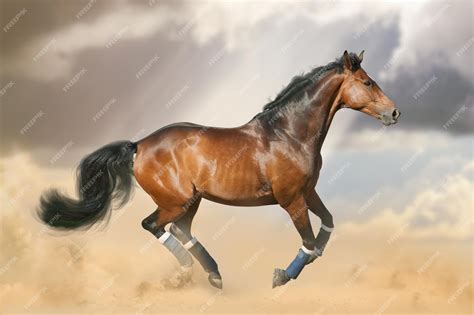 Premium Photo Beautiful Bay Horse Running Gallop On The Wild In The Dust