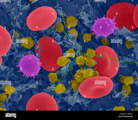Human Red Blood Cellsmonocytes White Blood Cellsactivated Platelets