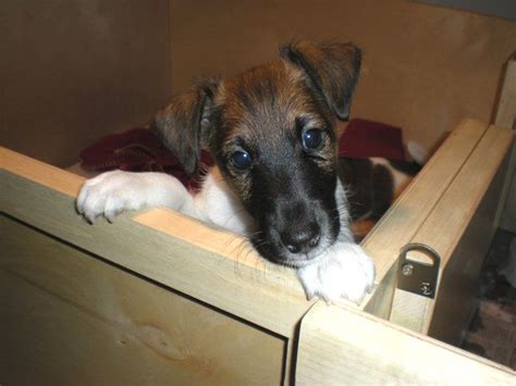 Maybe you would like to learn more about one of these? Smooth Fox Terrier Puppy INNOCENCE | Fox terrier, Smooth ...