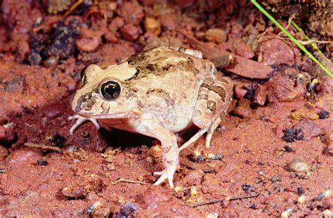 Some Wet Tropics Frogs Wet Tropics Management Authority