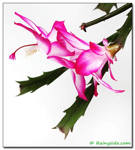 Although christmas cacti favor rainforest like climates, and love living beneath jungly canopies, they may be grown once flowers begin to bloom, reconvene normal watering habits. Breeding Christmas Cactus