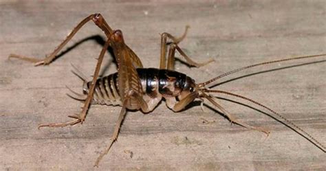 Equipped with leathery mouth, camels can easily eat almost every type of vegetation including huge thorns, salt bushes and dry plants which are mostly avoided by other animals. What Do Crickets Eat: The Complete Guide (Wild & Captivity ...
