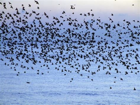 I've seen flocks and individual birds do this too. Secrets of flocking revealed