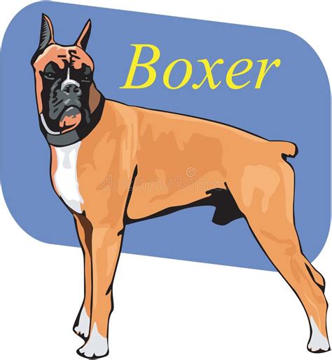 Boxer Stock Vector Illustration Of Boxer Illustration 16320568