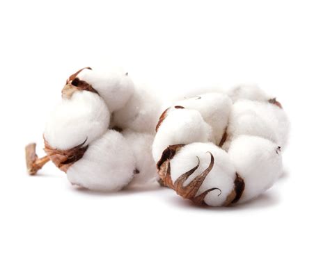 Cotton - Textile Exchange
