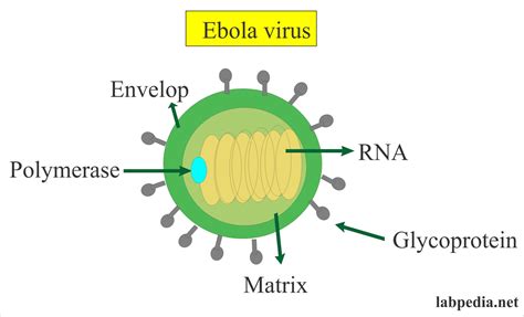 Ebola 2 is created in the spirit of the great classics of survival horrors. Ebola Virus (Haemorrhagic Fever) - Labpedia.net