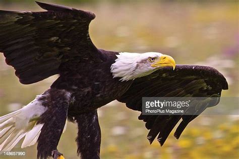 Bird Swooping Down Photos And Premium High Res Pictures Getty Images