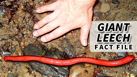 Giant Leech Facts As Long As A Cat 🙀 Animal Fact Files Youtube