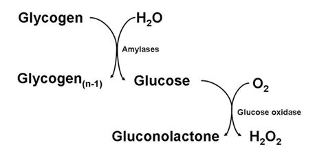 Tearing It Up Glycogen And Its Chemical And Biochemical Breakdown