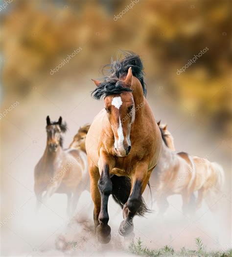 Wild Horses Running In Autumn Stock Photo By ©mariart 82469488