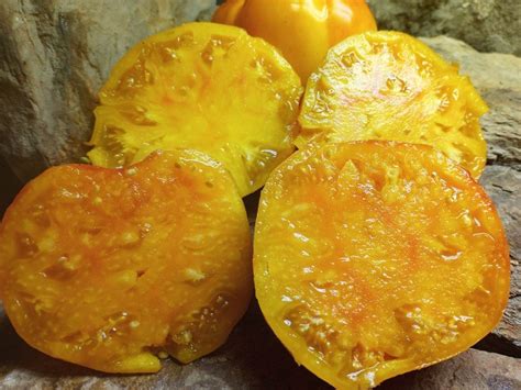 Orange Russian Tomato Bounty Hunter Seeds Rare Heirlooms