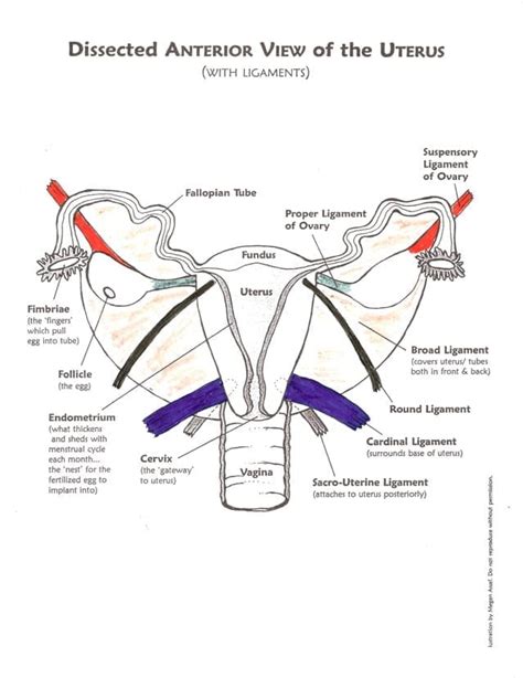 The broad ligament is a peritoneal fold that attaches the uterus, fallopian tubes, and ovaries to the pelvis. Help for Prolapsed Uterus - Alignment Monkey