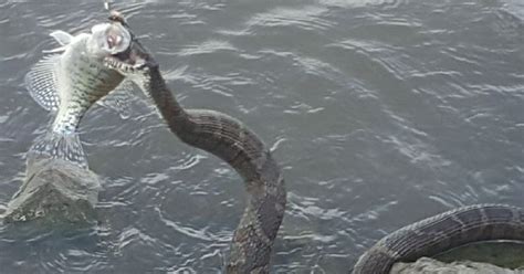 Huge Snake Steals Eats Fish Caught By Iowa Fisherman