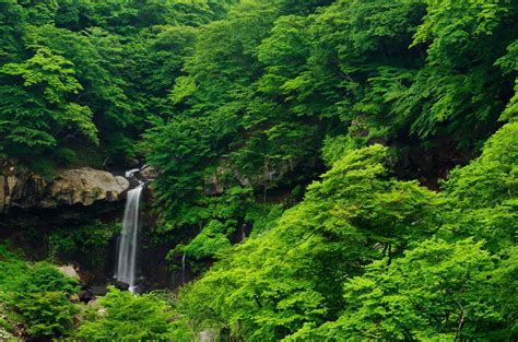 Nature Landscape Forest Tropical Forest Waterfall Wallpapers Hd