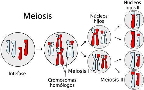 División Celular ¿qué Es La Meiosis ¿qué Es La Mitosis