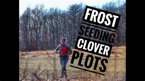 Frost Seeding Clover And Alfalfa Food Plots Youtube