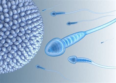 3d Sperm And Inner Structure In Details Cgtrader
