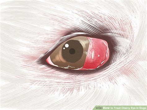 8 Simple Ways To Treat Cherry Eye In Dogs Wikihow