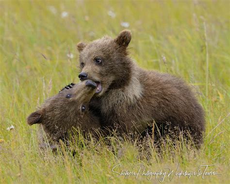 Playful Nature Image Of Two Cute Bear Cubs Shetzers Photography