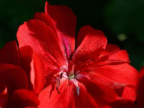 Free Stock Photo In High Resolution Red Flower Flowers
