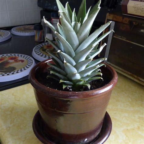 Pineapple Plant Care How To Grow Pineapple Plants Indoors And In The