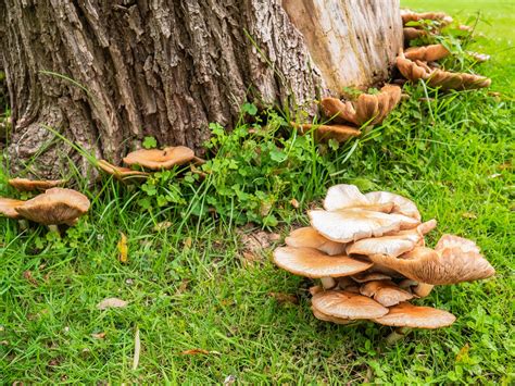 Mushrooms Growing On Trees Causes And Solutions