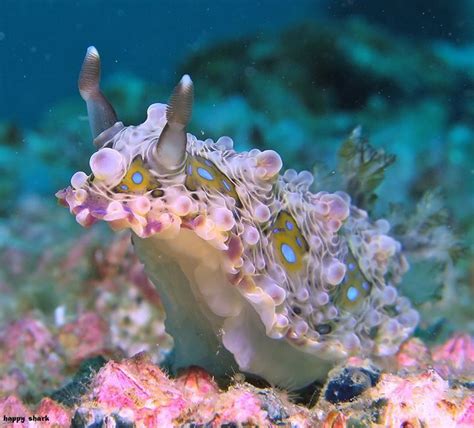 Thats A Cute Little Nudibranch ~~ Aadel Alzaabi Beautiful Sea