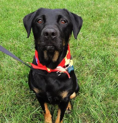 Proven tips from dog experts that has worked for more than 875,000 dog owners worldwide. Adopt Anita on Petfinder | Labrador retriever dog ...