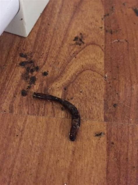 Worm Like Tubes On Basement Floor Whatisthisthing